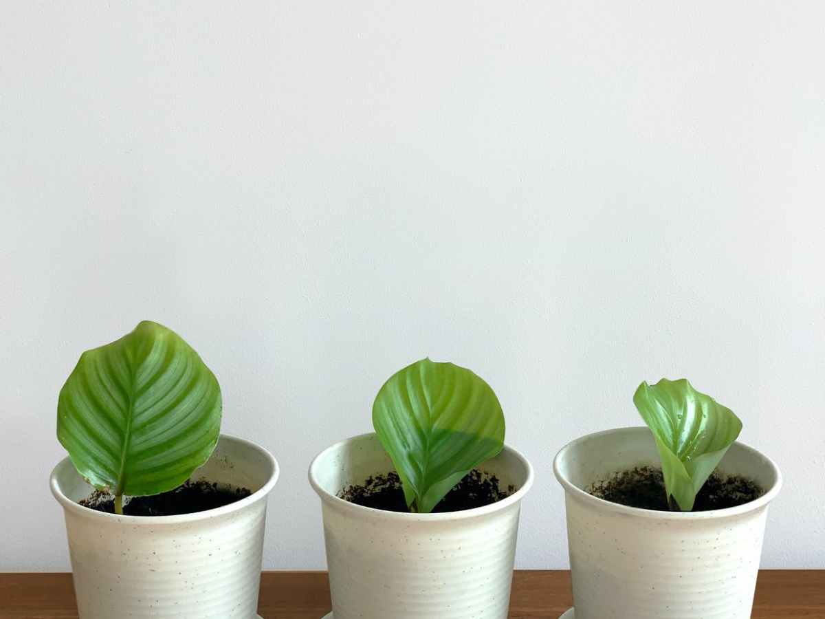 Divergence and Convergence is a continuous&nbsp;process